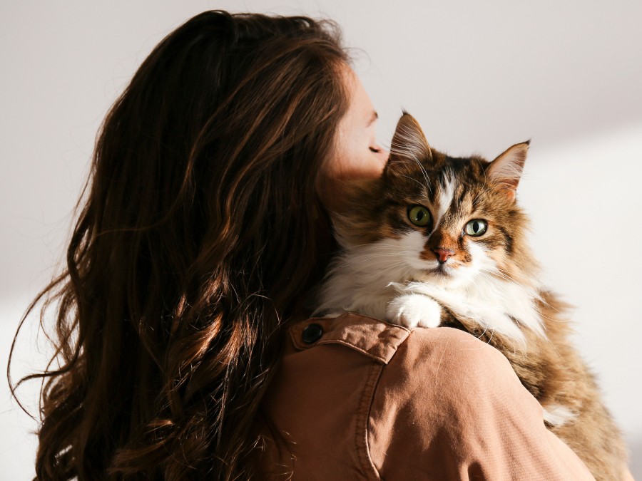 Chat en verre cristal photo