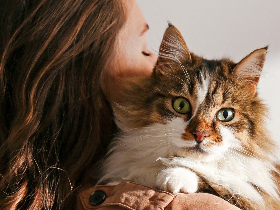 Chat en verre cristal photo