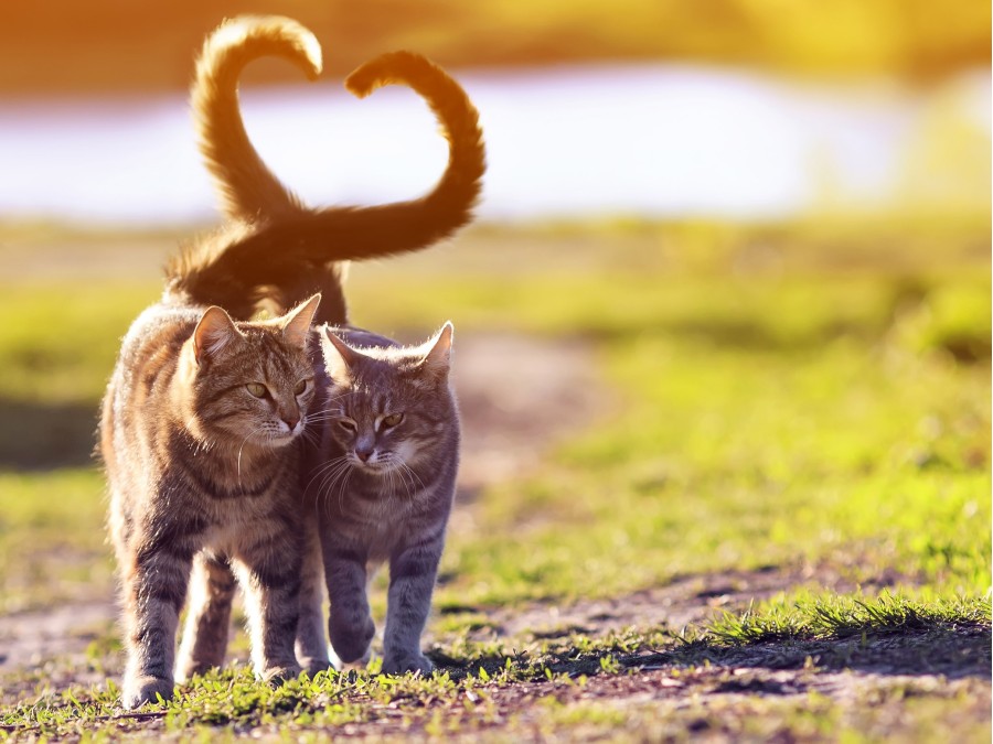 Chat en verre cristal photo