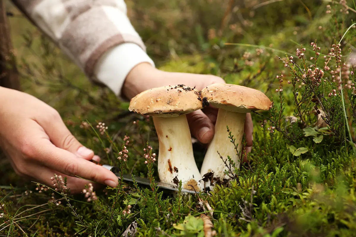 Les couteaux à champignons sont meilleurs pour la cueillette des champignons